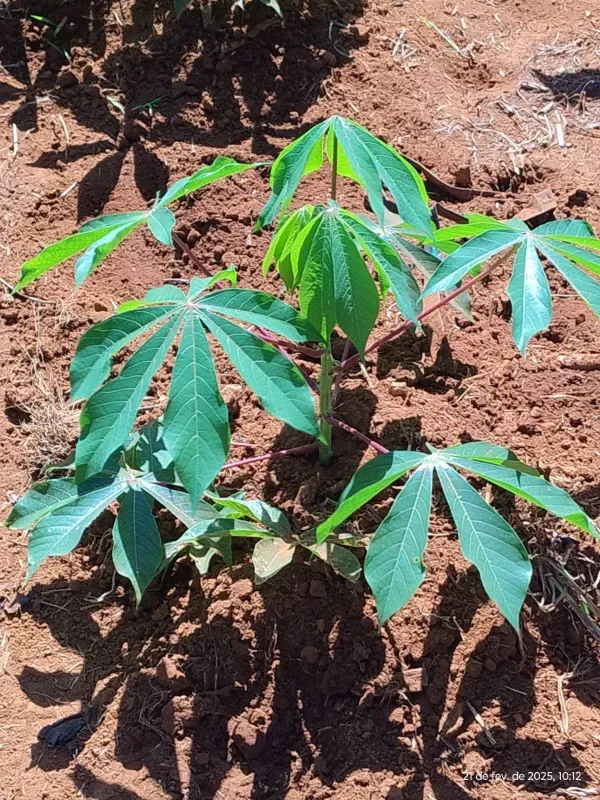 Chácara em Abadia de Goiás/Goiás — Ref 5X6MBG — Imagem 3