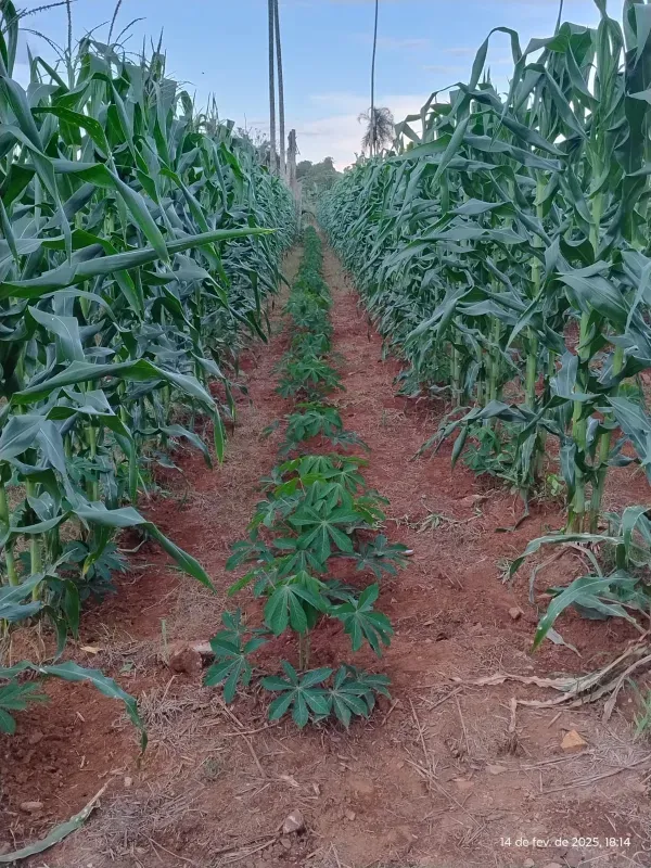 Chácara em Abadia de Goiás/Goiás — Ref 5X6MBG — Imagem 5