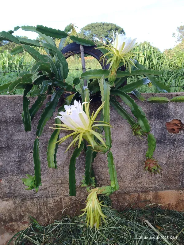 Chácara em Abadia de Goiás/Goiás — Ref 5X6MBG — Imagem 12