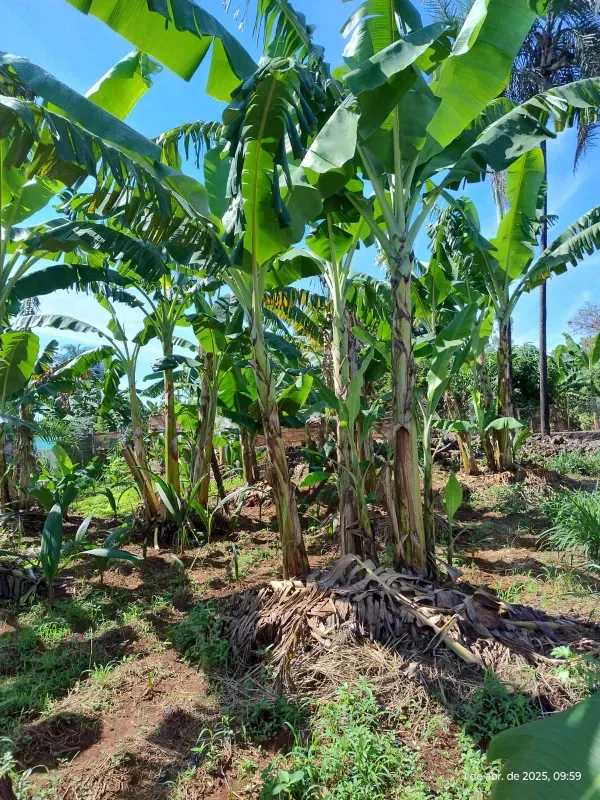 Chácara em Abadia de Goiás/Goiás — Ref 5X6MBG — Imagem 13