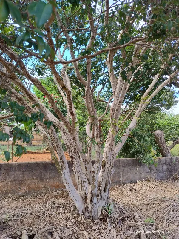 Chácara em Abadia de Goiás/Goiás — Ref 5X6MBG — Imagem 14