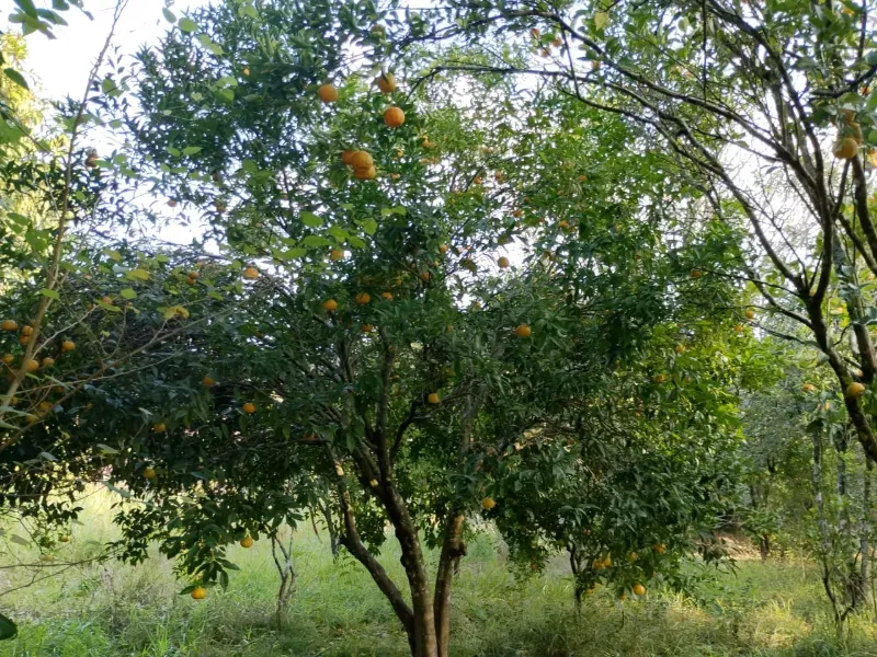 Chácara em Tabaí/Rio Grande do Sul — Ref 7E3J6M — Imagem 2