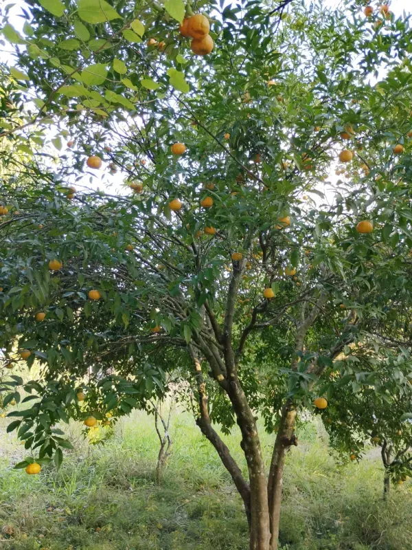 Chácara em Tabaí/Rio Grande do Sul — Ref 7E3J6M — Imagem 6