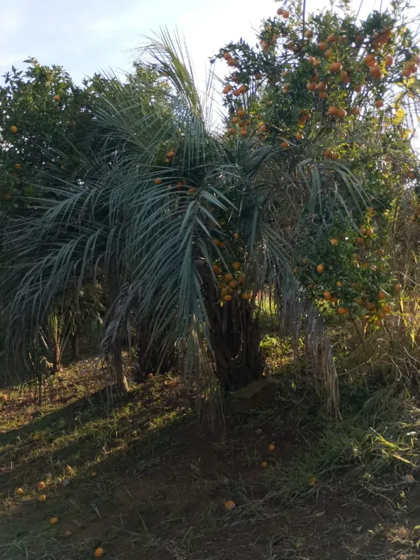 Chácara em Tabaí/Rio Grande do Sul — Ref 7E3J6M — Imagem 11