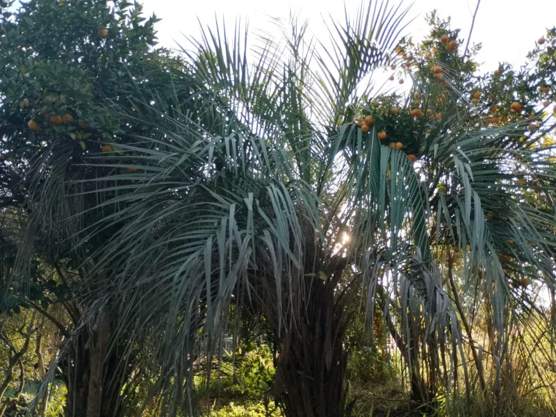 Chácara em Tabaí/Rio Grande do Sul — Ref 7E3J6M — Imagem 8