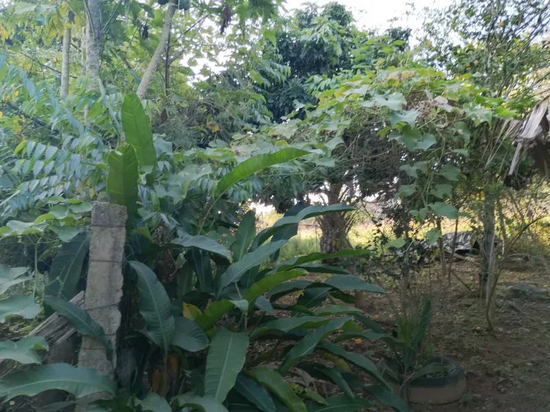 Chácara em Tabaí/Rio Grande do Sul — Ref 7E3J6M — Imagem 13