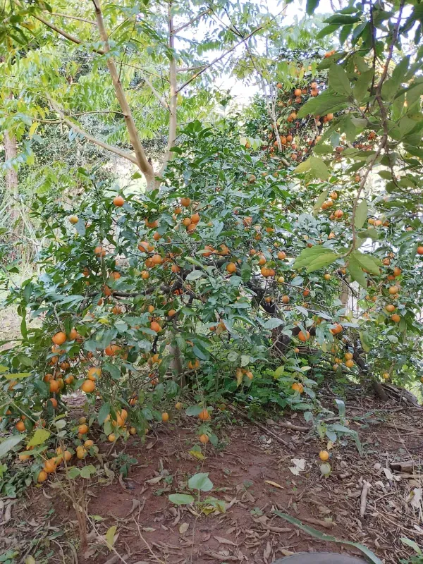 Chácara em Tabaí/Rio Grande do Sul — Ref 7E3J6M — Imagem 4