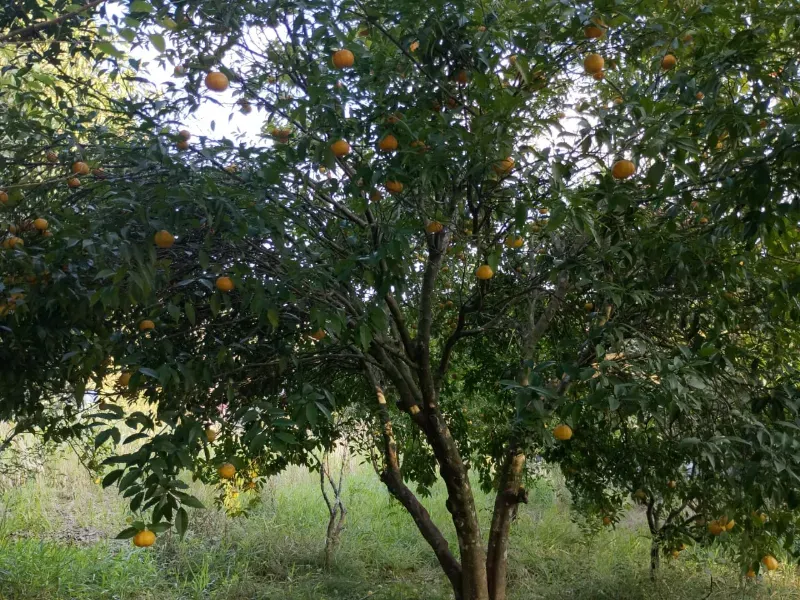 Chácara em Tabaí/Rio Grande do Sul — Ref 7E3J6M — Imagem 10