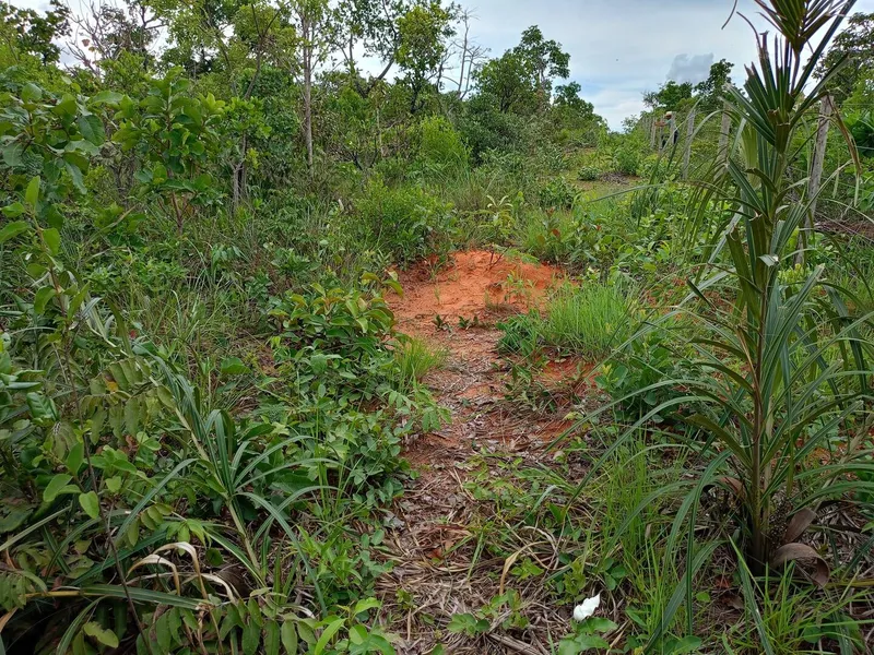 Sítio em Chapada dos Guimarães/Mato Grosso — Ref MM41F6 — Imagem 4