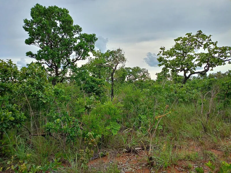 Sítio em Chapada dos Guimarães/Mato Grosso — Ref MM41F6 — Imagem 6