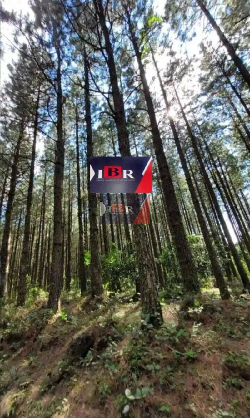 Fazenda em Grão-Pará/Santa Catarina — Ref 85VWJX — Imagem 2