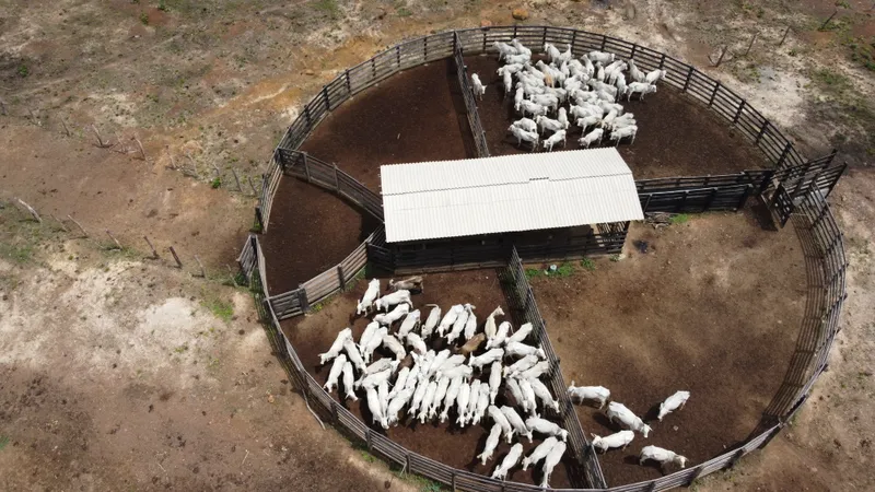 Fazenda em Cantanhede/Maranhão — Ref QLAKV8 — Imagem 9