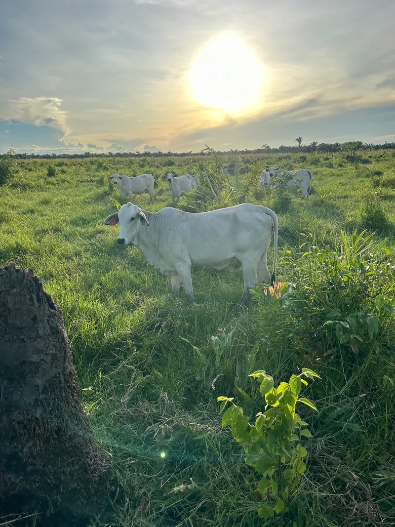 Fazenda em Cantanhede/Maranhão — Ref QLAKV8 — Imagem 2