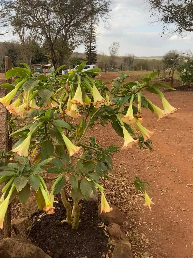Sítio em Veríssimo/Minas Gerais — Ref VPF523 — Imagem 8