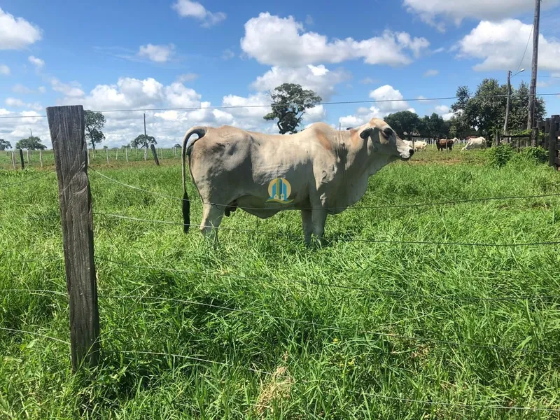 Fazenda em Formosa/Goiás — Ref CJFUB0 — Imagem 4