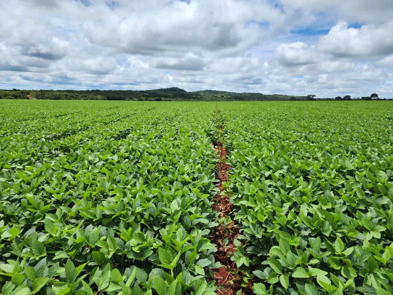 Fazenda em Água Boa/Mato Grosso — Ref HV137D — Imagem 9