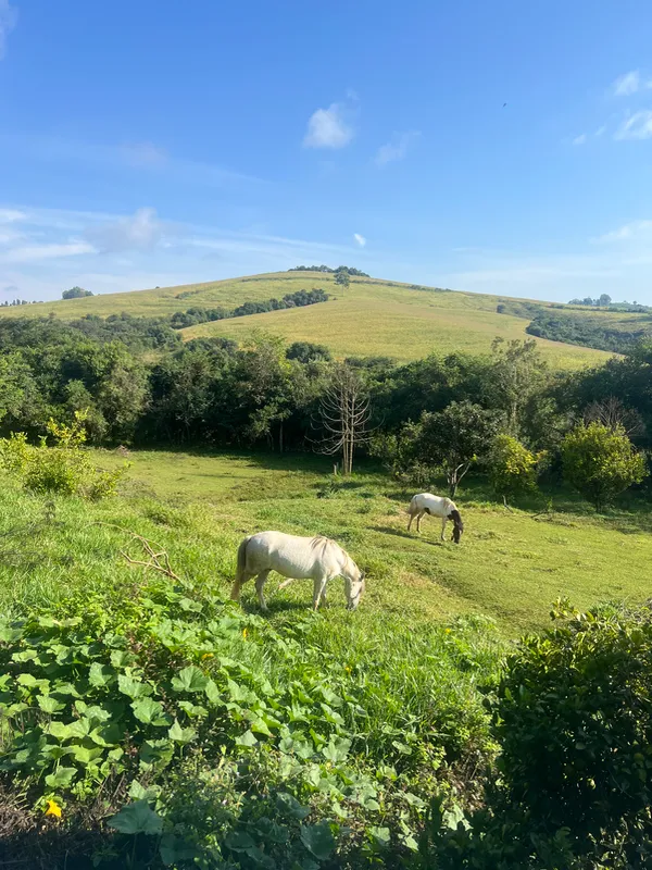 Fazenda em Aiuruoca/Minas Gerais — Ref JGSSQU — Imagem 9