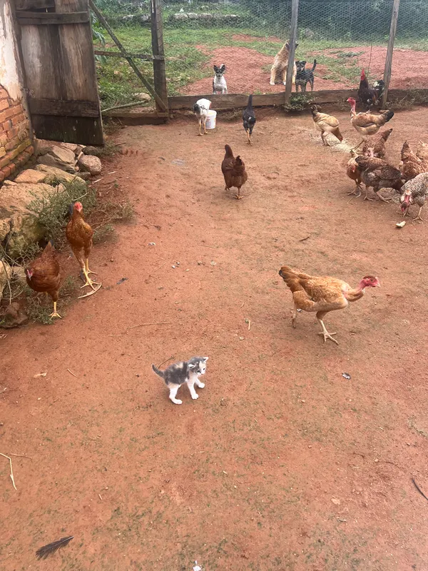 Fazenda em Aiuruoca/Minas Gerais — Ref JGSSQU — Imagem 12