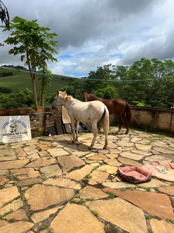 Fazenda em Aiuruoca/Minas Gerais — Ref JGSSQU — Imagem 13