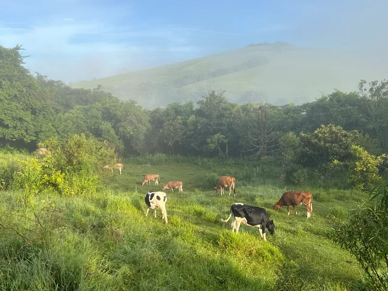 Fazenda em Aiuruoca/Minas Gerais — Ref JGSSQU — Imagem 15