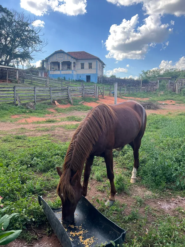 Fazenda em Aiuruoca/Minas Gerais — Ref JGSSQU — Imagem 33