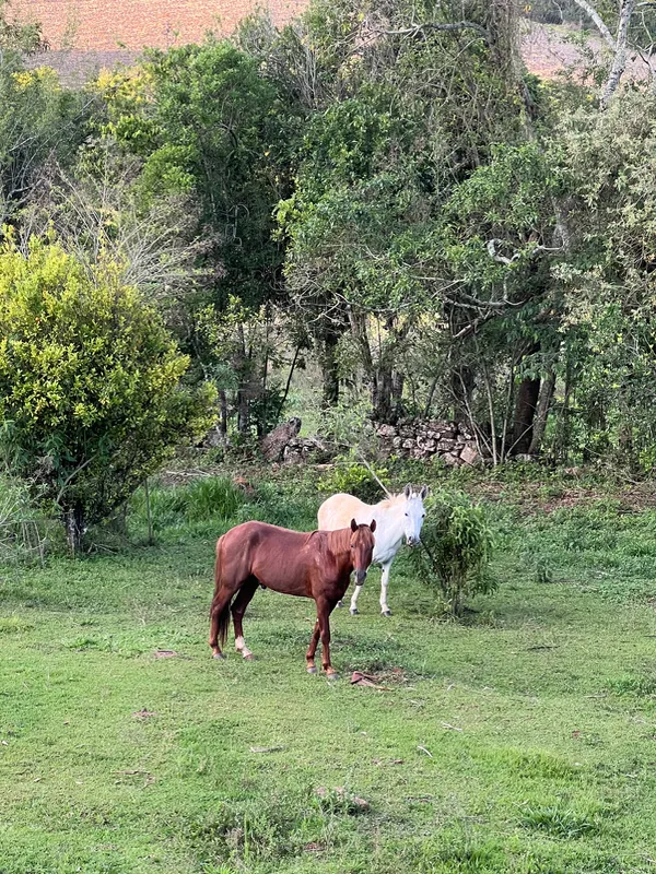 Fazenda em Aiuruoca/Minas Gerais — Ref JGSSQU — Imagem 34