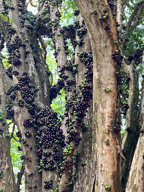 Fazenda em Aiuruoca/Minas Gerais — Ref JGSSQU — Imagem 35