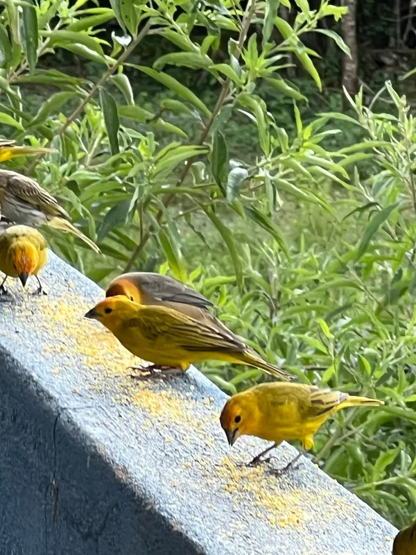 Fazenda em Aiuruoca/Minas Gerais — Ref JGSSQU — Imagem 54