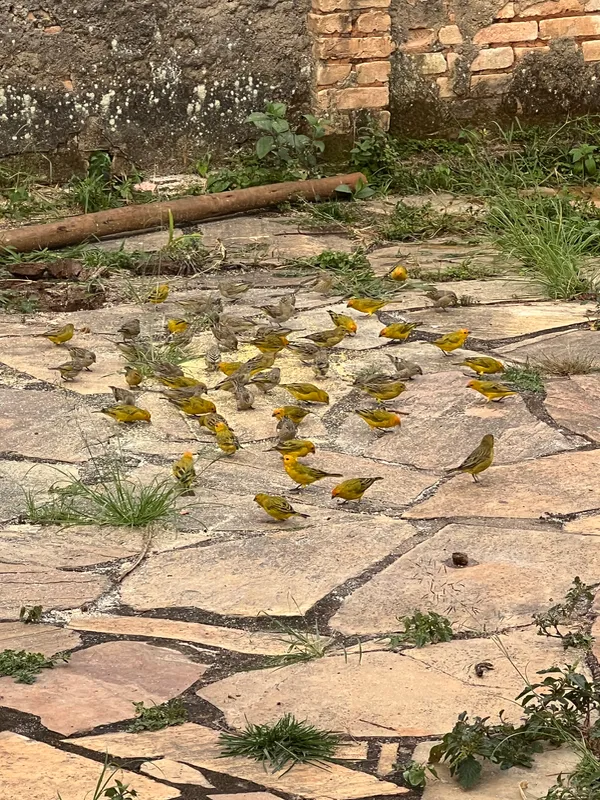 Fazenda em Aiuruoca/Minas Gerais — Ref JGSSQU — Imagem 55