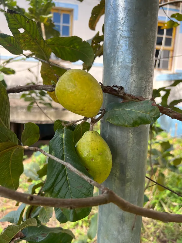 Fazenda em Aiuruoca/Minas Gerais — Ref JGSSQU — Imagem 58