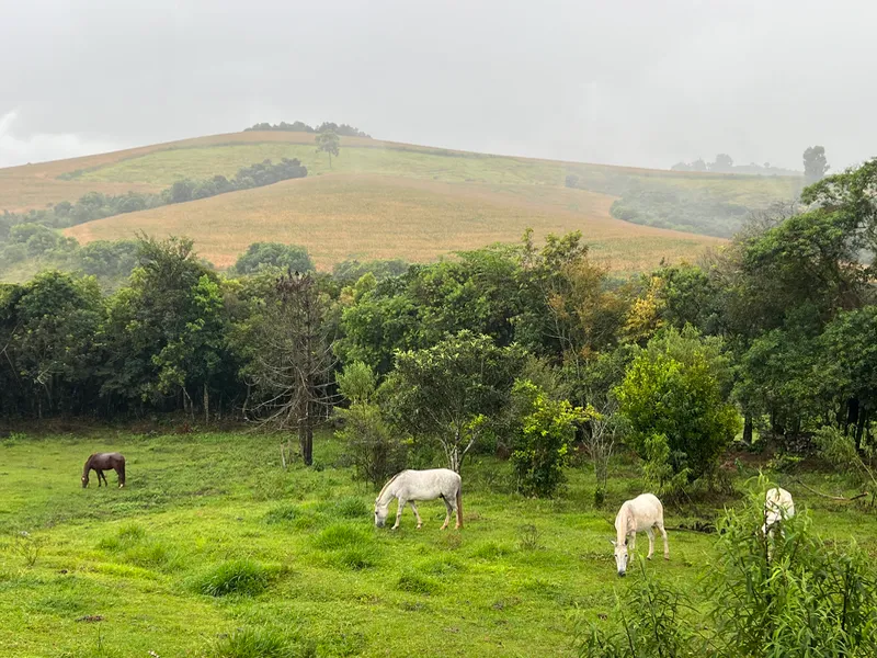Fazenda em Aiuruoca/Minas Gerais — Ref JGSSQU — Imagem 59