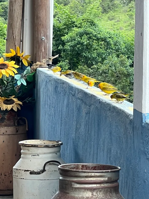 Fazenda em Aiuruoca/Minas Gerais — Ref JGSSQU — Imagem 65