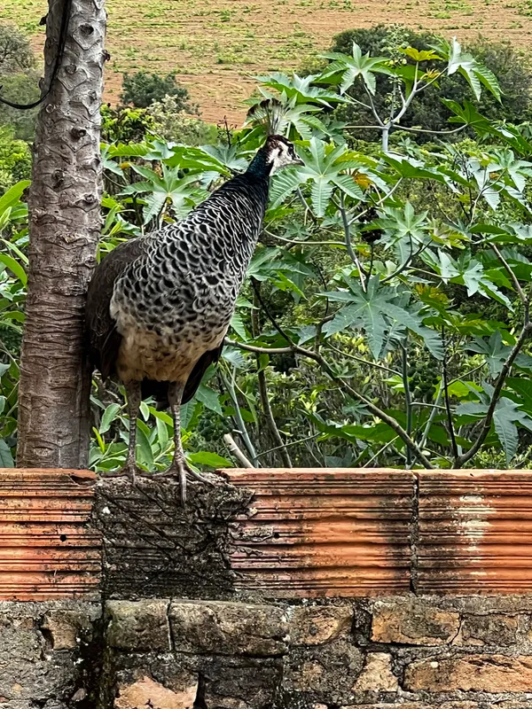 Fazenda em Aiuruoca/Minas Gerais — Ref JGSSQU — Imagem 66