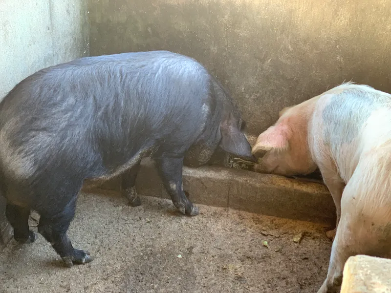 Fazenda em Aiuruoca/Minas Gerais — Ref JGSSQU — Imagem 77