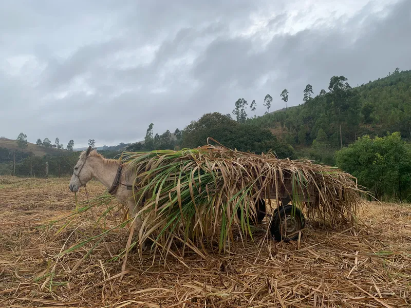 Fazenda em Aiuruoca/Minas Gerais — Ref JGSSQU — Imagem 78