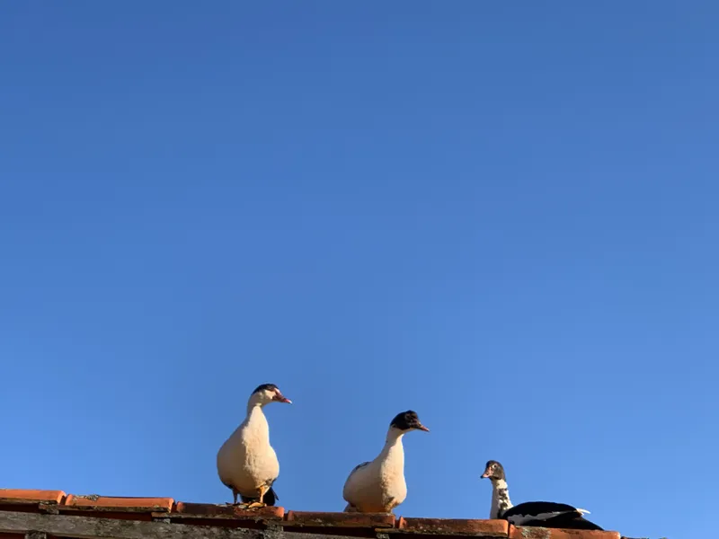 Fazenda em Aiuruoca/Minas Gerais — Ref JGSSQU — Imagem 79