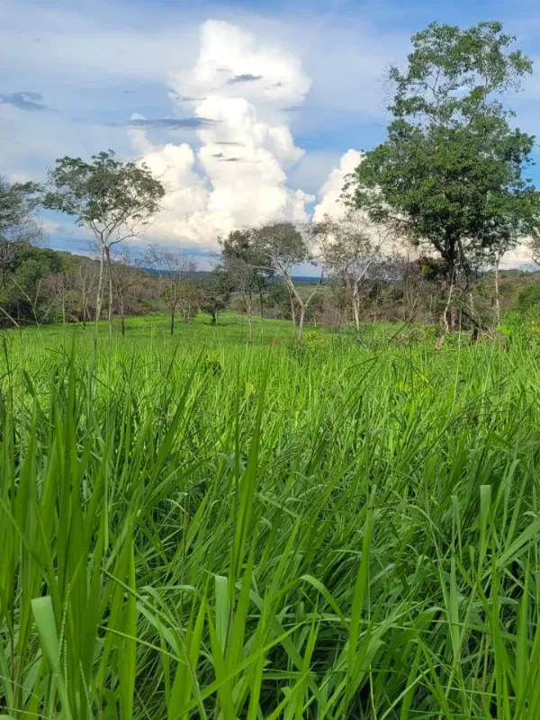 Fazenda em Aparecida do Rio Negro/Tocantins — Ref 0ZKVDD — Imagem 3