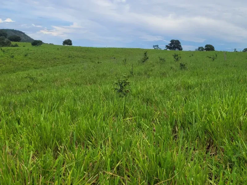 Fazenda em Aparecida do Rio Negro/Tocantins — Ref 0ZKVDD — Imagem 4