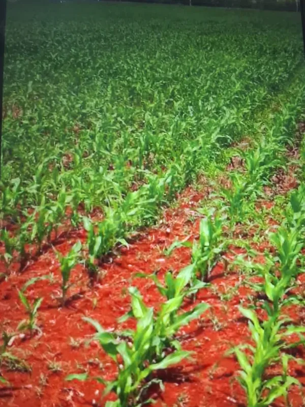 Fazenda em Baldim/Minas Gerais — Ref PB5EN8 — Imagem 8