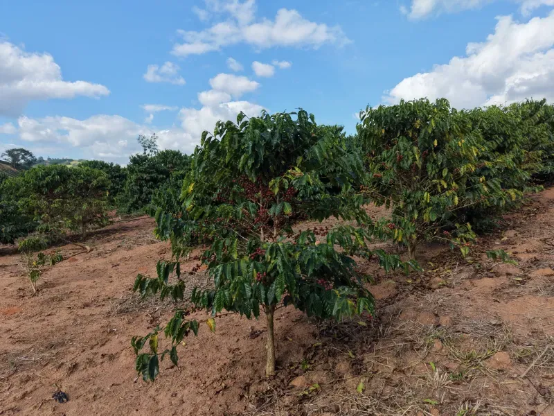 Fazenda em Botelhos/Minas Gerais — Ref 03VS7Q — Imagem 7