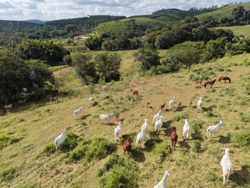 Fazenda em Botelhos/Minas Gerais — Ref 03VS7Q — Imagem 15