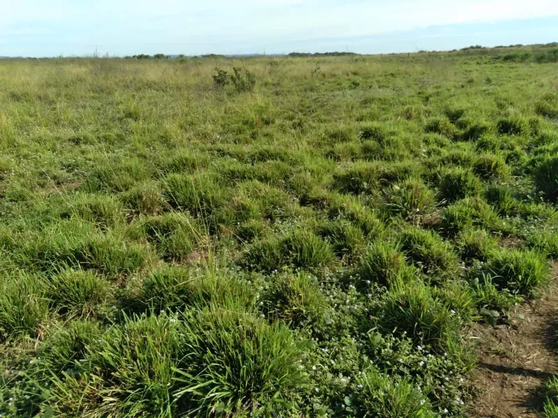 Imóvel rural em Brasilândia do Tocantins/Tocantins — Ref Q4T86C1