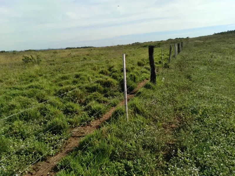 Fazenda em Brasilândia do Tocantins/Tocantins — Ref Q4T86C — Imagem 4