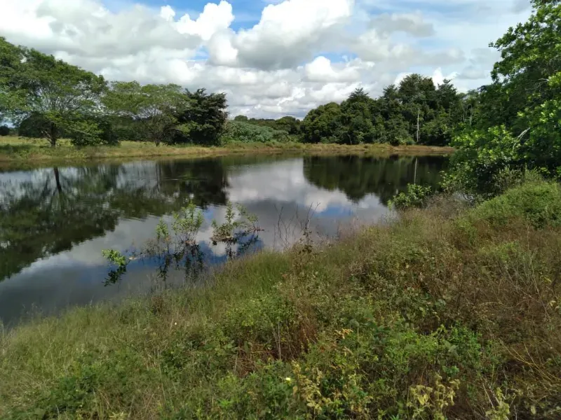 Fazenda em Brasilândia do Tocantins/Tocantins — Ref Q4T86C — Imagem 13