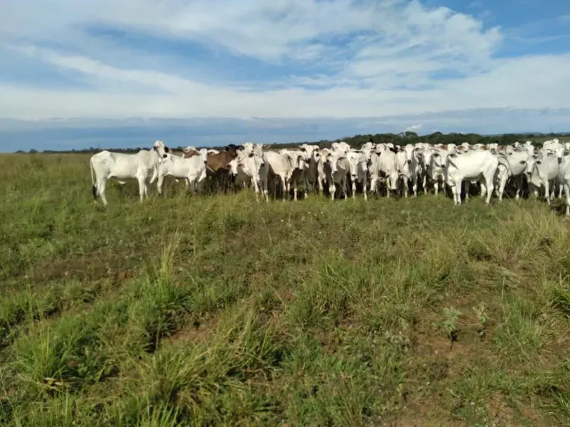 Fazenda em Brasilândia do Tocantins/Tocantins — Ref Q4T86C — Imagem 7