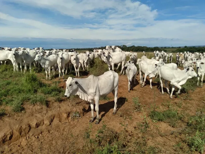 Fazenda em Brasilândia do Tocantins/Tocantins — Ref Q4T86C — Imagem 8