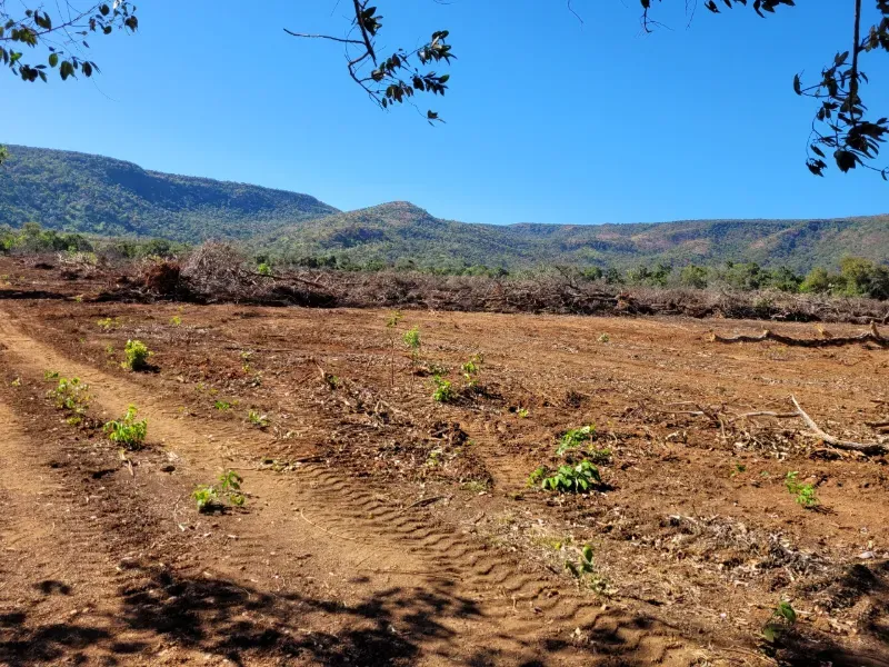 Fazenda em Brejinho de Nazaré/Tocantins — Ref JACVIG — Imagem 13