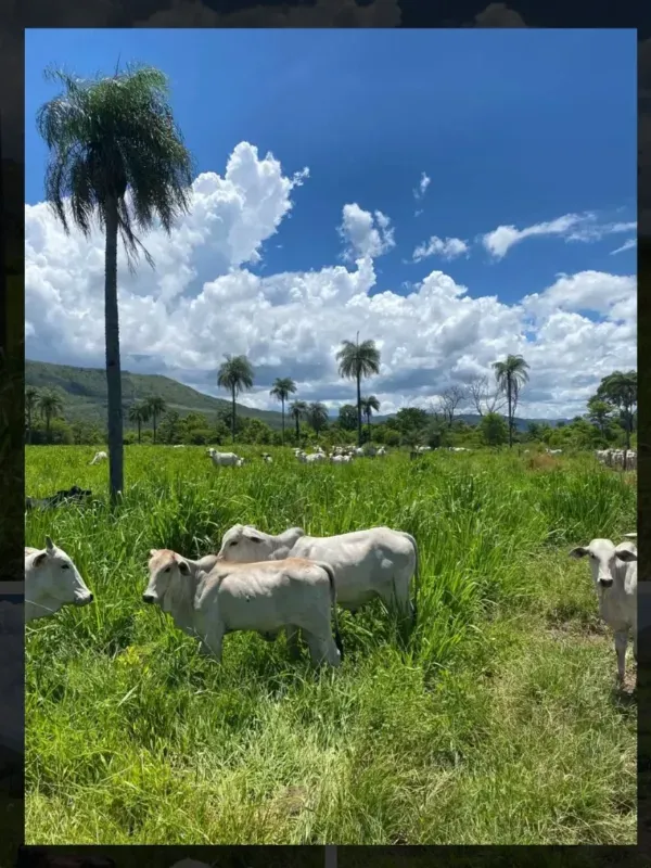 Imóvel rural em Buritis/Minas Gerais — Ref VSXEVV1