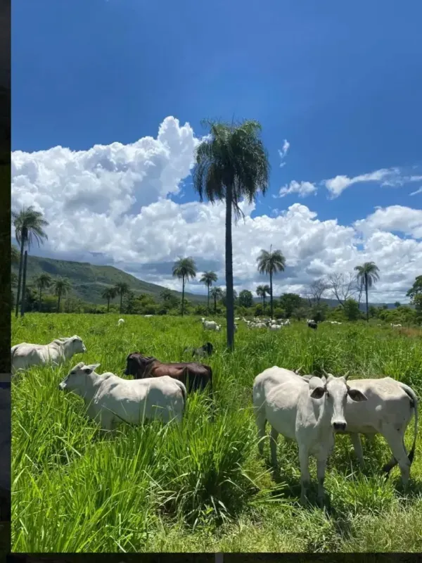 Fazenda em Buritis/Minas Gerais — Ref VSXEVV — Imagem 2