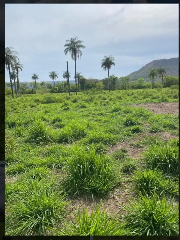 Fazenda em Buritis/Minas Gerais — Ref VSXEVV — Imagem 3
